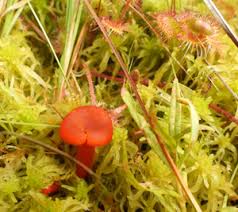 Attēlu rezultāti vaicājumam “Octospora splachnophila”