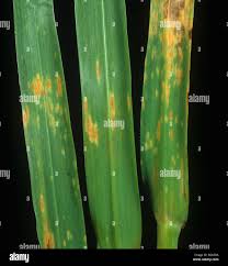 Attēlu rezultāti vaicājumam “Puccinia coronata”