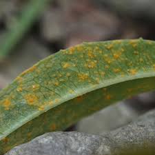 Attēlu rezultāti vaicājumam “Pucciniales”