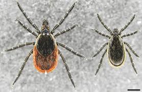 Attēlu rezultāti vaicājumam “Ixodes male”