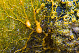 Attēlu rezultāti vaicājumam “Badhamia utricularis macro”