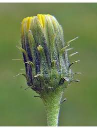 Attēlu rezultāti vaicājumam “Hieracium umbellatum bud”