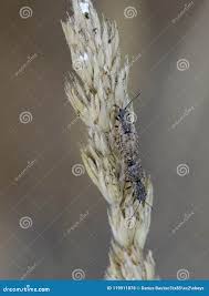 Attēlu rezultāti vaicājumam “Nithecus jacobaeae”