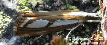 Attēlu rezultāti vaicājumam “Catoptria permutatellus”