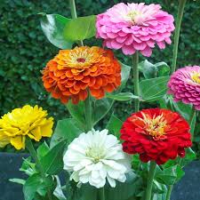 Image result for Zinnia elegans