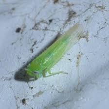 Attēlu rezultāti vaicājumam “Empoasca sp.”