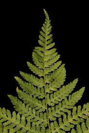 Attēlu rezultāti vaicājumam “Dryopteris expansa”