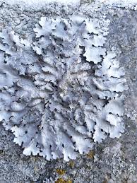 Attēlu rezultāti vaicājumam “Parmelina tiliacea”