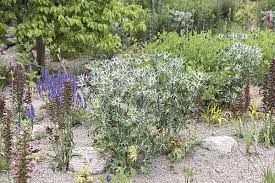 Attēlu rezultāti vaicājumam “Carlina biebersteinii leaf”