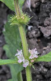 Attēlu rezultāti vaicājumam “Lycopus europaeus”