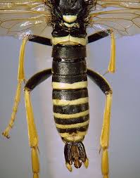 Attēlu rezultāti vaicājumam “Tenthredo scrophulariae larva”