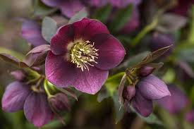 Attēlu rezultāti vaicājumam “Helleborus niger”