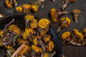 Attēlu rezultāti vaicājumam “Tussilago farfara bud”