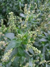 Attēlu rezultāti vaicājumam “Mercurialis perennis flower”