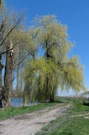 Attēlu rezultāti vaicājumam “Salix alba var. alba”
