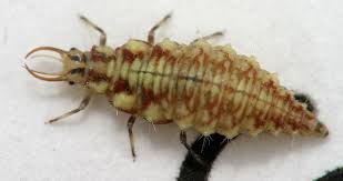 Attēlu rezultāti vaicājumam “Chrysopidae larva”