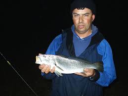 Image result for Argyrosomus coronus