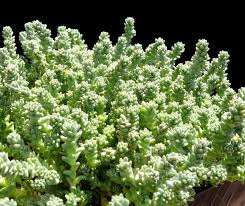 Attēlu rezultāti vaicājumam “Sedum acre flower”