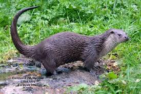 Attēlu rezultāti vaicājumam “Lutra lutra”