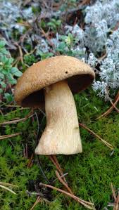 Attēlu rezultāti vaicājumam “Suillus variegatus”