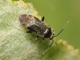 Attēlu rezultāti vaicājumam “Psallus sp.”