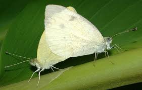 Attēlu rezultāti vaicājumam “Pieris rapae male”