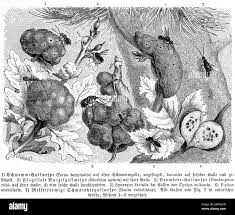 Attēlu rezultāti vaicājumam “Diastrophus rubi”