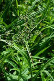 Attēlu rezultāti vaicājumam “Scirpus sylvaticus leaf”