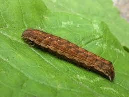 Attēlu rezultāti vaicājumam “Dypterygia scabriuscula”