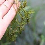 Attēlu rezultāti vaicājumam “Najas major leaf”