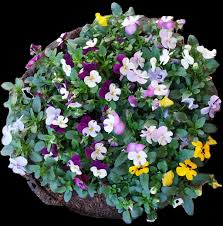 Image result for Viola cornuta