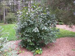 Attēlu rezultāti vaicājumam “Lonicera ferdinandii”