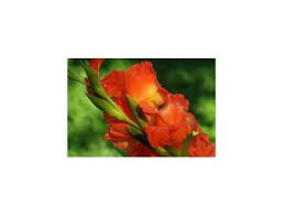 Attēlu rezultāti vaicājumam “Gladiolus imbricatus fruit”