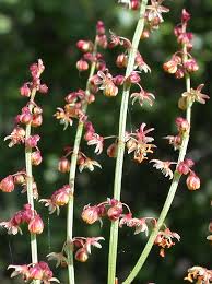 Attēlu rezultāti vaicājumam “Rumex acetosa flower”