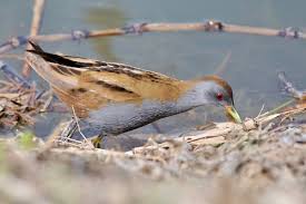 Image result for Porzana parva