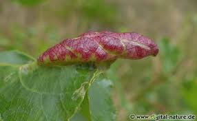 Attēlu rezultāti vaicājumam “Thecabius affinis”