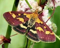 Attēlu rezultāti vaicājumam “Pyrausta purpuralis”