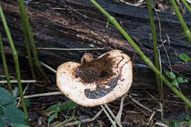 Attēlu rezultāti vaicājumam “Polyporus squamosus”