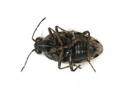 Attēlu rezultāti vaicājumam “Saldula saltatoria”