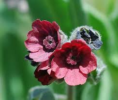 Attēlu rezultāti vaicājumam “Cynoglossum officinale flower”