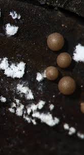 Attēlu rezultāti vaicājumam “Enerthenema papillatum stalked”