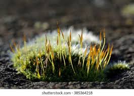 Attēlu rezultāti vaicājumam “Tortula muralis sporophyte”