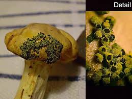 Attēlu rezultāti vaicājumam “Physarum luteolum”