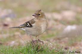 Attēlu rezultāti vaicājumam “Fringilla coelebs female”