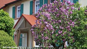 Image result for flieder