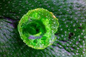 Attēlu rezultāti vaicājumam “Marchantia polymorpha”