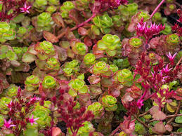 Attēlu rezultāti vaicājumam “Sedum pallidum bud”