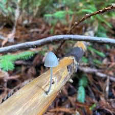 Attēlu rezultāti vaicājumam “Mycena abramsii”