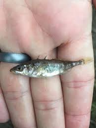 Attēlu rezultāti vaicājumam “Gasterosteus aculeatus”