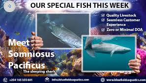 Image result for Somniosus pacificus